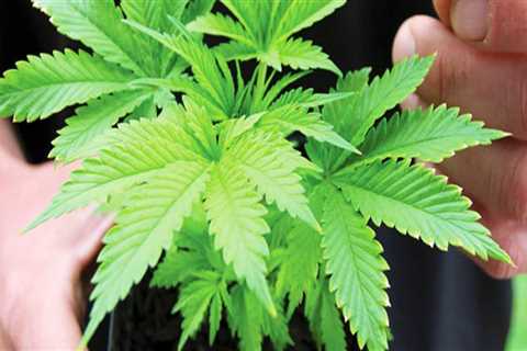 The Ins and Outs of Obtaining a License to Grow Cannabis in Southwest Washington