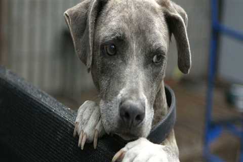 The Reality of Euthanasia at Animal Shelters in Southeast SC