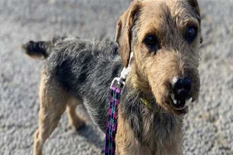 The Impact of Foster Programs in Animal Shelters in Southeast SC