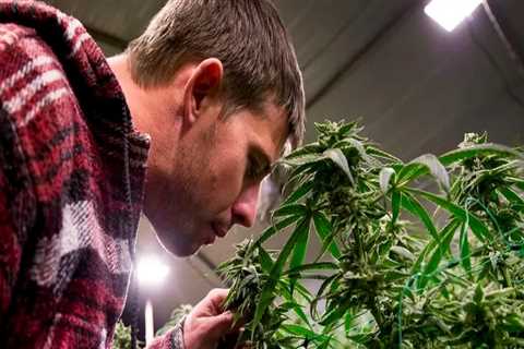 The Ins and Outs of Obtaining a License to Manufacture Cannabis Products in Southwest Washington