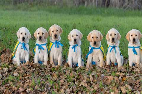 The Ultimate Guide to Volunteering at Animal Shelters in Southeast SC