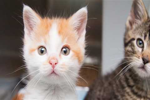 The Power of Donations and Funds for Animal Shelters in Southeast SC