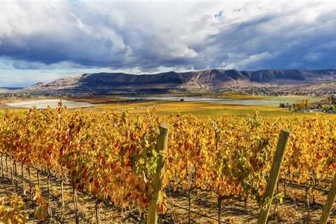 The Secrets of Vineyards in Western Washington