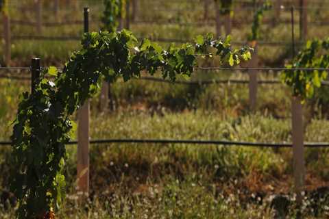 The Impact of Technology on the Wine Industry in Southwest Washington