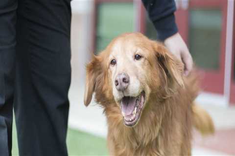 The Impact of Animal Welfare Community Organizations in Montgomery County, Maryland