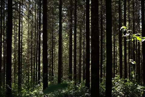 The Power of Community Projects in Preserving the Environment in Washington County, Oregon