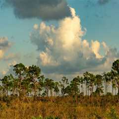 The Economic Impact of Preserving Habitats in Southwest Florida