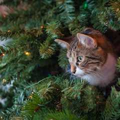 Friday Footnotes: Fallout Flub Shows Us What Can Go Wrong With AI; PCAOB Takes a Look at PE | 12.12...