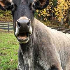 Comprehensive Guide to Pet Care Organizations in Western Washington