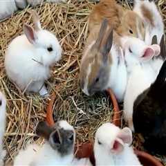 Exploring Pet Care Organizations in Western Washington: Social Media and Website Presence