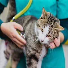 Understanding Vaccination and Health Record Requirements for Pets in Western Washington