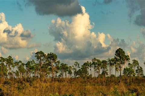 The Vital Role of Private Landowners in Habitat Conservation Efforts in Southwest Florida