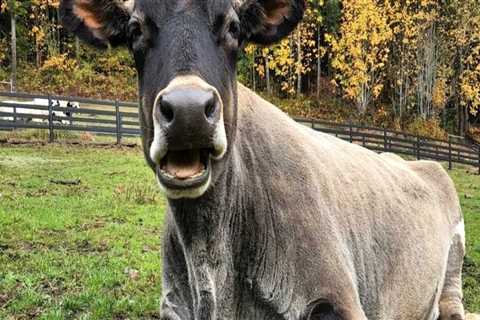 Comprehensive Guide to Pet Care Organizations in Western Washington