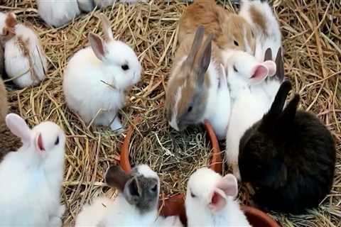 Exploring Pet Care Organizations in Western Washington: Social Media and Website Presence