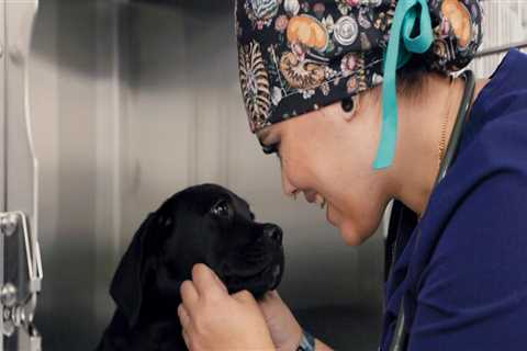 Exploring Pet Care Organizations in Western Washington: Specializations and Services