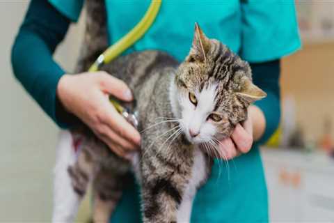 Understanding Vaccination and Health Record Requirements for Pets in Western Washington