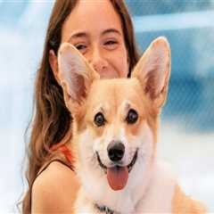 Comprehensive Guide to Pet Care Organizations Offering Training Programs in Southern New Jersey