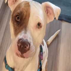 Understanding Breed Restrictions at Pet Care Organizations in Southern New Jersey