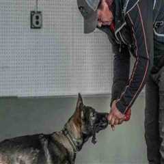 Comprehensive Guide to Pet Care Organizations in Southern New Jersey: Specializations and Services