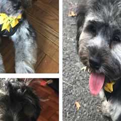 Exploring Pet Care Organizations in Southern New Jersey: Do They Offer Grooming Services?