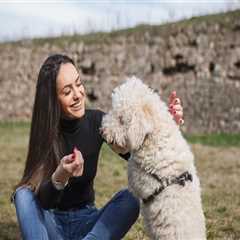 Understanding Pet Care Organization Regulations in Southern New Jersey