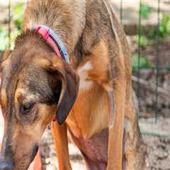 Exploring Discounts and Promotions for Pet Care Organizations in Southern New Jersey