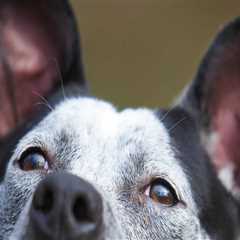 Exploring Partnerships Between Pet Care Organizations and Animal Shelters in Southern New Jersey