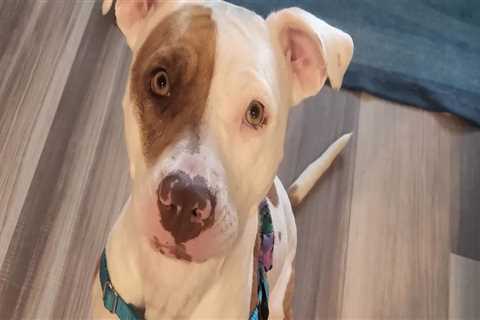 Understanding Breed Restrictions at Pet Care Organizations in Southern New Jersey