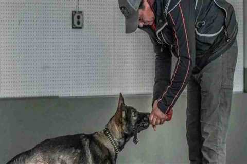 Comprehensive Guide to Pet Care Organizations in Southern New Jersey: Specializations and Services