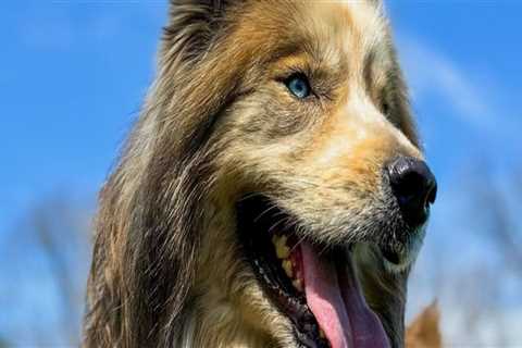 Comprehensive Guide to Additional Services at Pet Care Organizations in Southern New Jersey