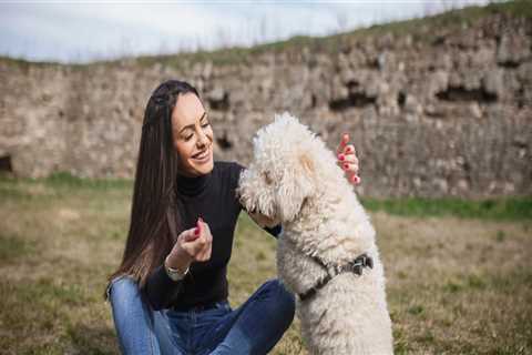 Understanding Pet Care Organization Regulations in Southern New Jersey