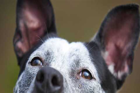 Exploring Partnerships Between Pet Care Organizations and Animal Shelters in Southern New Jersey