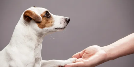 No 'Paws' in Oversight: Will New York’s Proposed Veterinary Transaction Review Law Take Effect in..