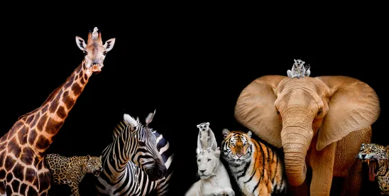 Endangered Species Act Updates: Court Invalidates Certain ESA Section 7 Consultation Regulations..