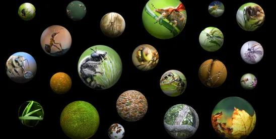 Commission Postpones Western Spadefoot Decision to June Meeting