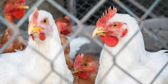 Michigan Argues for Dismissal of DOJ Lawsuit Challenging Cage-Free Egg Law