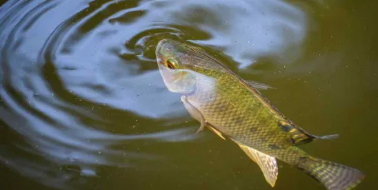 Sustainable Seafood Claims Targeted
