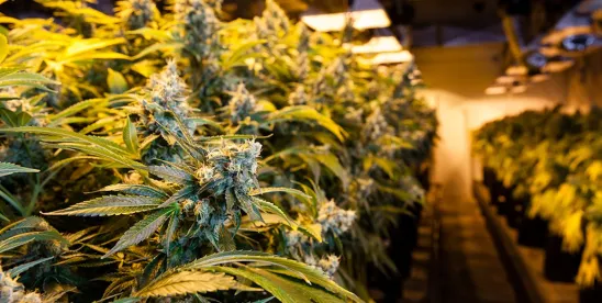 Blazing New Ground: Cannabis Holding Company Obtains Chapter 15 Recognition