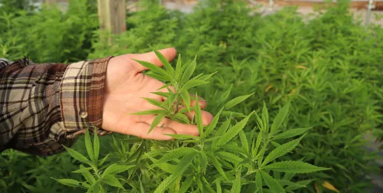 Tip-Pooling in Cannabis Dispensaries: Be Wary of Managers and Supervisors