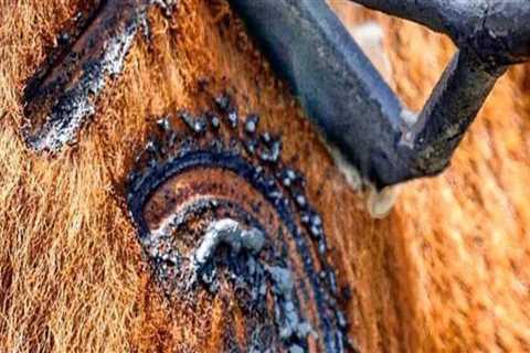 Understanding the Impact of Branding on Livestock Marketing