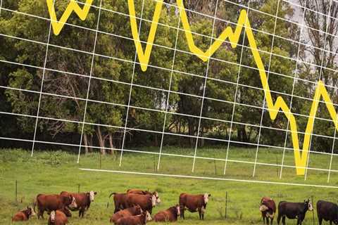 Understanding the Impact of Market Prices on Livestock Marketing