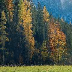 Sustainable Wool Production and Forestry Mulching in Columbia, MO